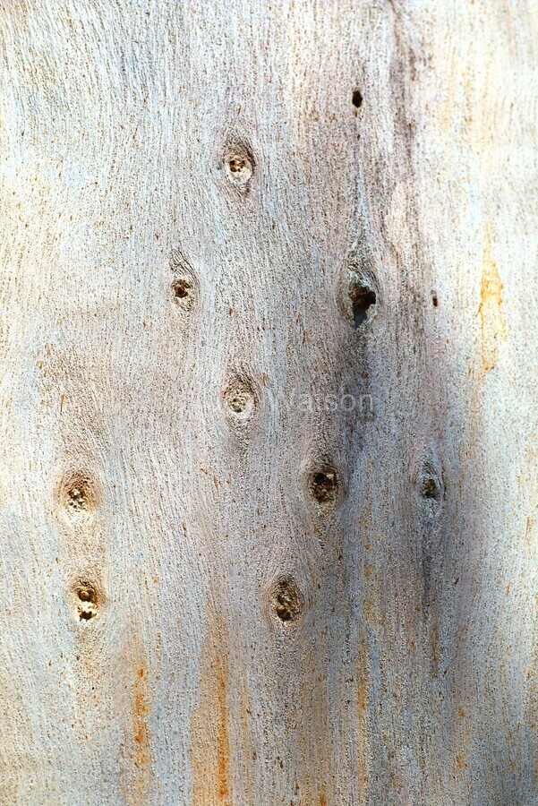 Photos to Canvas